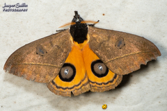 Automeris abdominalis