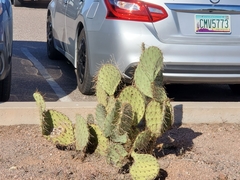 Opuntia