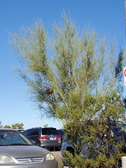Parkinsonia