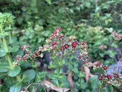 Sedum rhodocarpum