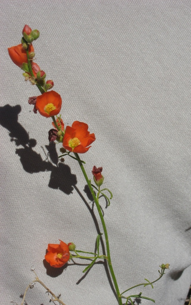 Moore's Globemallow