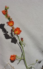 Sphaeralcea moorei
