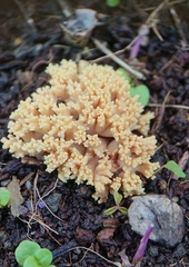 Ramaria flava
