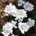Winged Candytuft - Photo (c) Jean René Garcia, some rights reserved (CC BY-NC-SA)