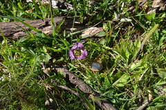 Cypella brasiliensis