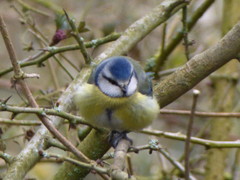 Cyanistes caeruleus