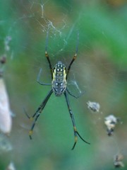 Trichonephila plumipes