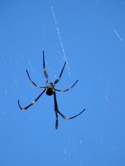 Trichonephila plumipes
