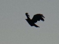 Corvus orru