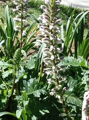 Acanthus mollis