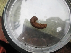 Noctua fimbriata