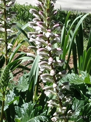 Acanthus mollis