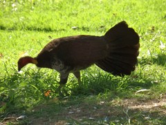 Alectura lathami