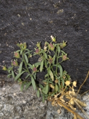 Chaenorhinum minus minus