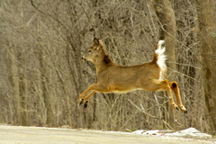 Odocoileus virginianus borealis