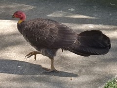 Alectura lathami