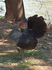Alectura lathami