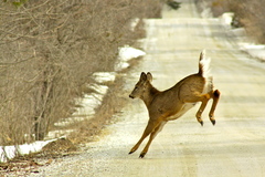 Odocoileus virginianus borealis