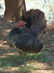 Alectura lathami