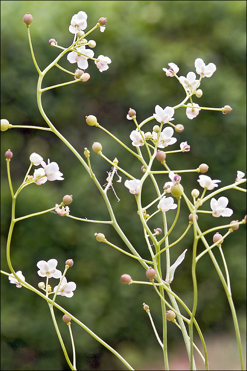 Kernera