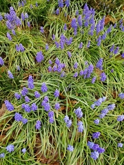 Muscari neglectum