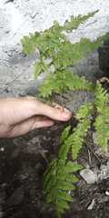 Woodsiaceae