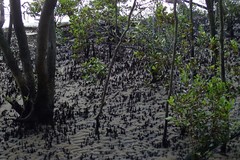 Avicennia marina