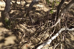 Avicennia marina