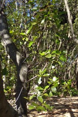 Avicennia marina