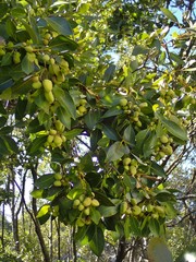 Avicennia marina