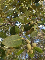 Avicennia marina