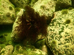 Cucumaria frondosa