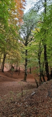 Alnus cordata