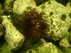 Cucumaria frondosa