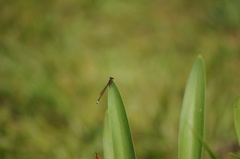Oxyagrion