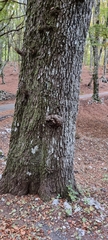 Alnus cordata
