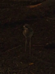 Burhinus grallarius