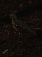 Burhinus grallarius