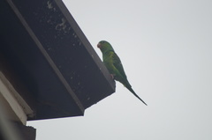 Brotogeris tirica