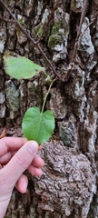 Alnus cordata