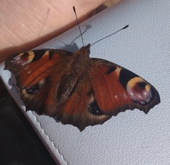 Aglais io