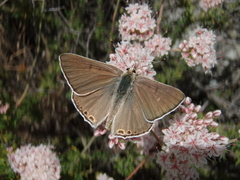 Tharsalea xanthoides