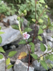 Mirabilis longiflora