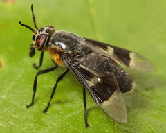 Chrysops cincticornis