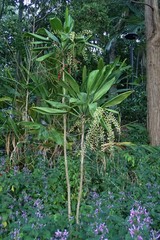 Cordyline manners-suttoniae