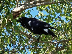 Corvus orru