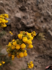 Calceolaria thyrsiflora