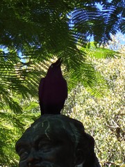 Corvus orru