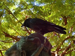 Corvus orru