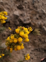 Calceolaria thyrsiflora